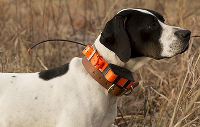 Adjustable Training Collar with Quick-Release Buckle