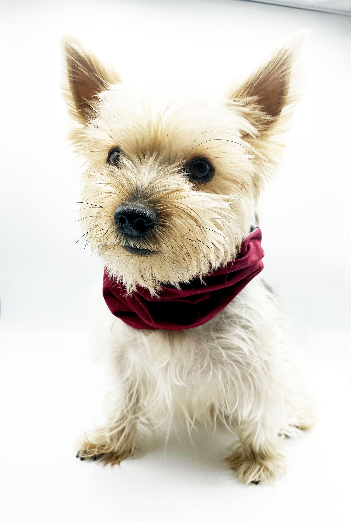 'Bobby' Reversible Pet Snood